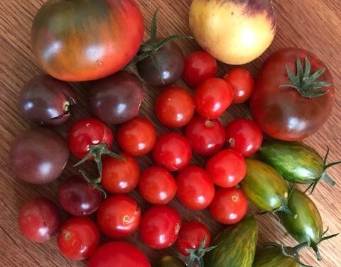 Historische Tomatenpflanzen