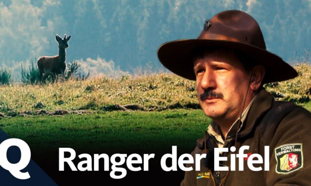 Wie Ranger den Nationalpark Eifel zurück zur Natur bringen