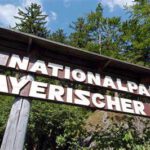 Nationalpark Bayerischer Wald - Forschung im Urwald