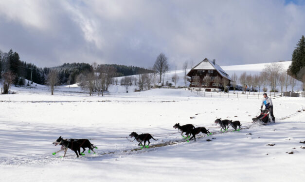 Ein Winter im Schwarzwald