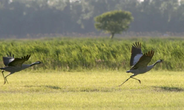 Naturparadies Vorpommersche Boddenlandschaft