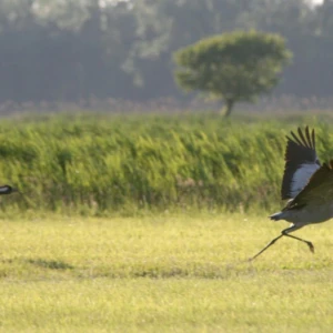 Naturparadies Vorpommersche Boddenlandschaft