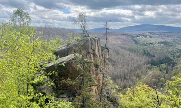 Wie der Borkenkäfer dem Wald hilft, zu heilen