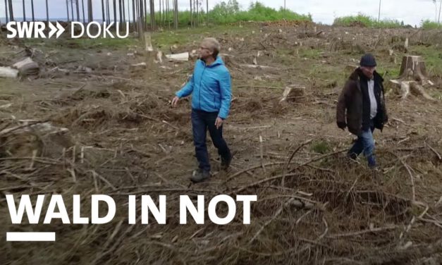 Wald in Not. Was hilft dem grünen Patienten?