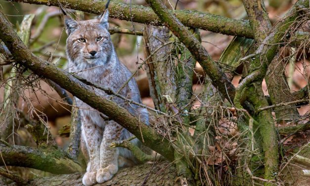 Der Harz – Eisige Gipfel, wilde Täler