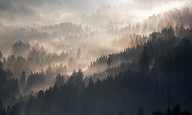 Der Schwarzwald rund ums Jahr – Winter, Frühling