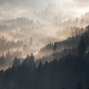 Der Schwarzwald rund ums Jahr - Winter, Frühling