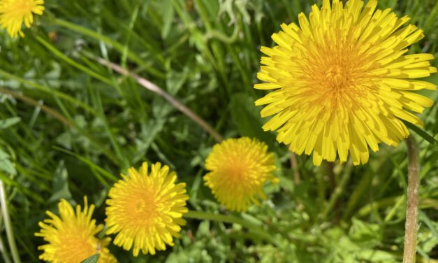 Vielseitige Wildkräuter im Frühling