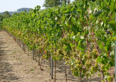 Der Weinanbau in Steinau