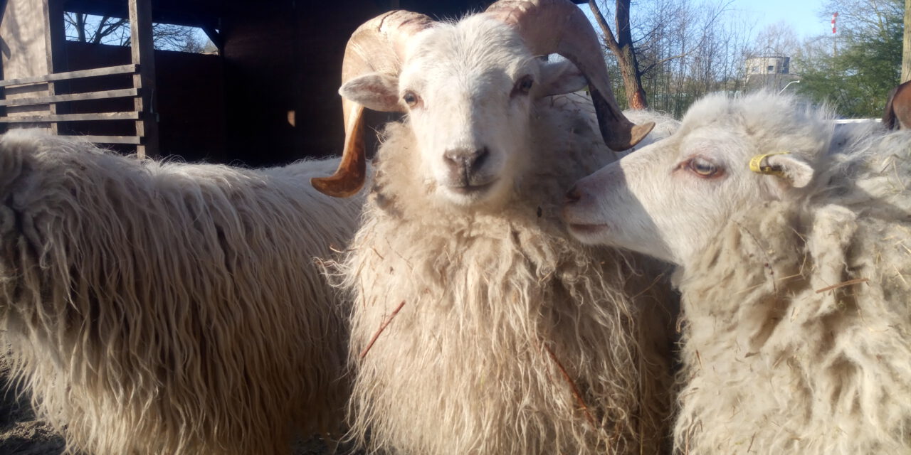 Vom Schaf zur Wolle