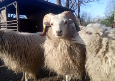 Vom Schaf zur Wolle