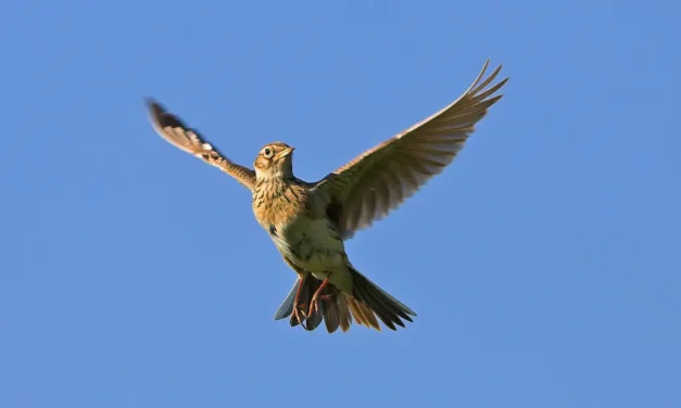 Auf Vogelbeobachtungstour