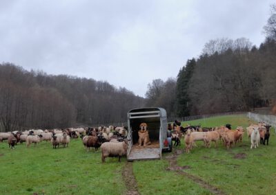 Artenvielfalt durch Schaf- und Ziegenbeweidung