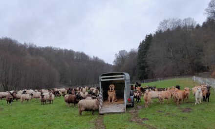 Artenvielfalt durch Schaf- und Ziegenbeweidung