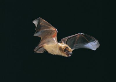 Fledermaus-Safari im Eutiner Seeschaarwald