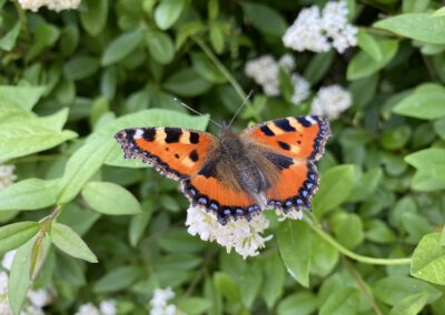 Welt retten im Garten