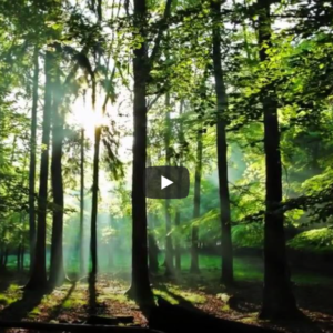 WaldMeer - Der Naturpark Arnsberger Wald