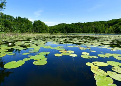 Naturpark Nossentiner/Schwinzer Heide