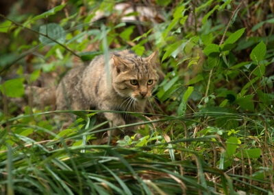 Wildkatzenpopulation im Naturpark Stromberg-Heuchelberg