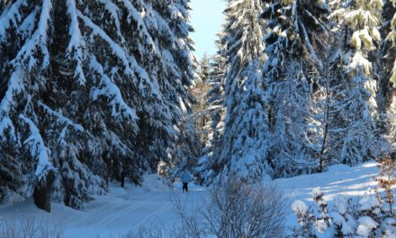 Ruhe, Schlaf und Starre – Winterstrategien der Waldtiere