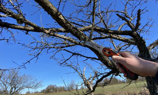 Baumschnittkurs für mittelalte Obstbäume in Dhronecken