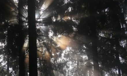 Spessart – zwischen Mystik und Zukunftswald
