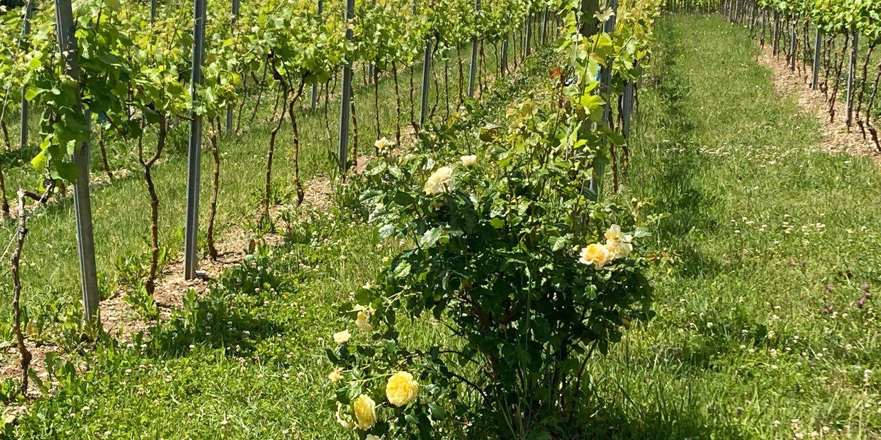 Der Weinanbau in Steinau