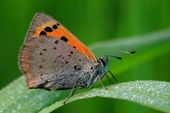 Der Natur ganz nah – Fotowochenende im Spessart