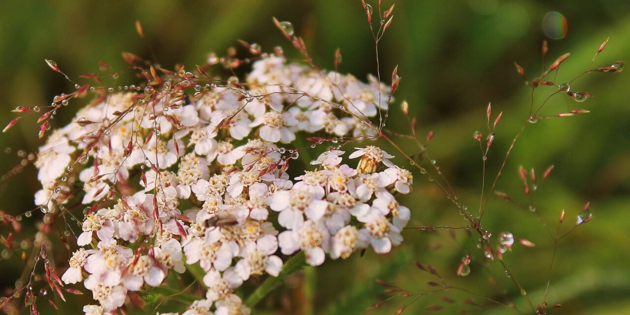 Sommer-Wildkräuter erkunden