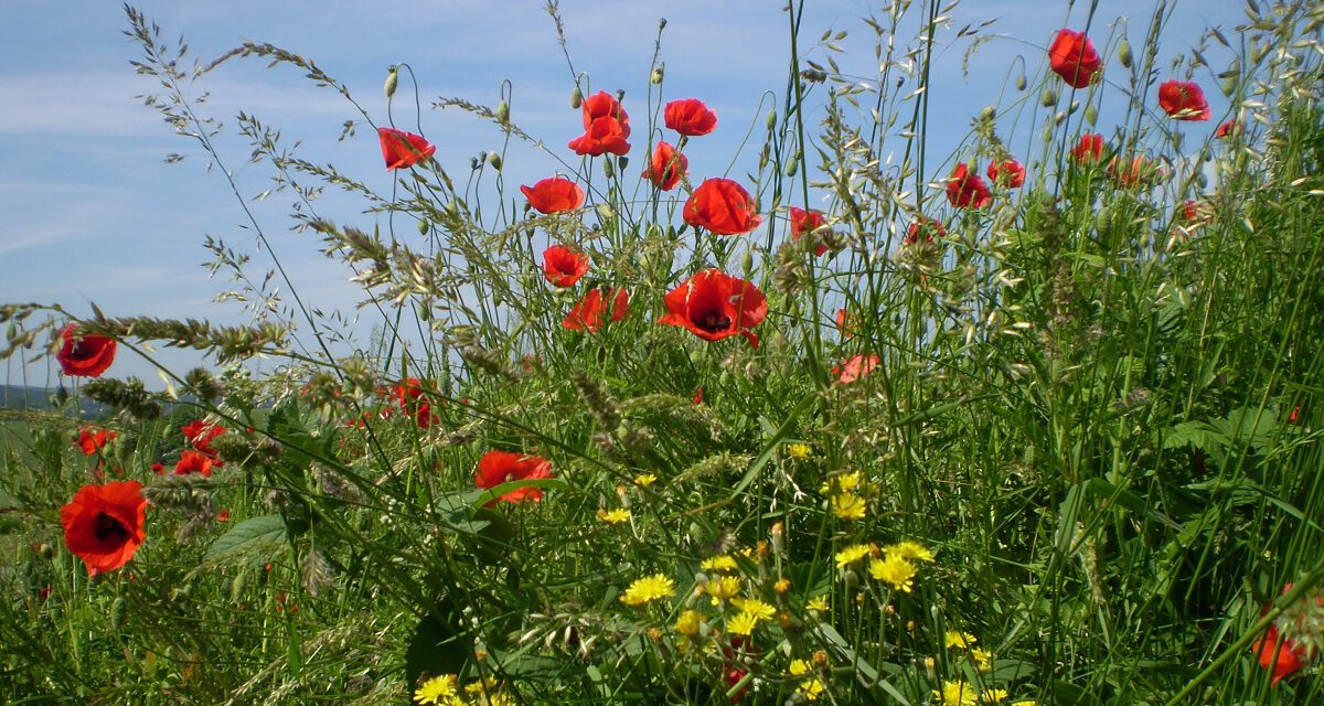 Kulinarischer Wildkräuterspaziergang um Hermeskeil