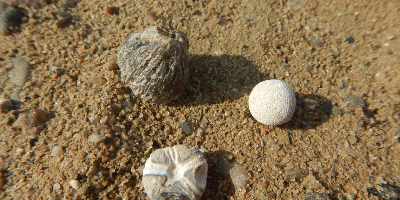 Fossiliensuche bei Malente am 23.06.