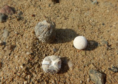 Fossiliensuche bei Malente am 23.06.