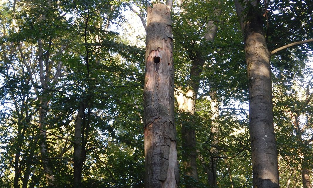 Fledermäuse – geheimnisvolle Wesen der Nacht