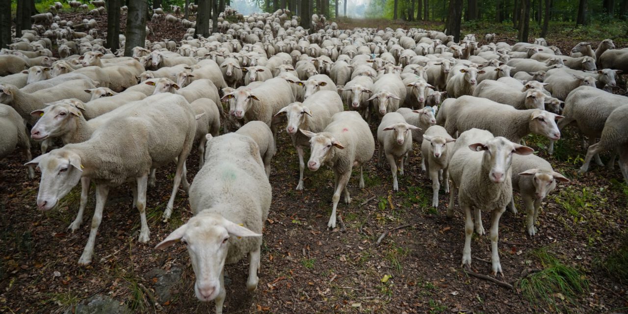 Geführte Wanderungen des SchafLAND17 am 25. Juli