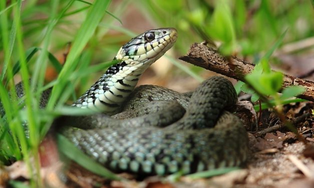 Schlangen – verehrt und gefürchtet
