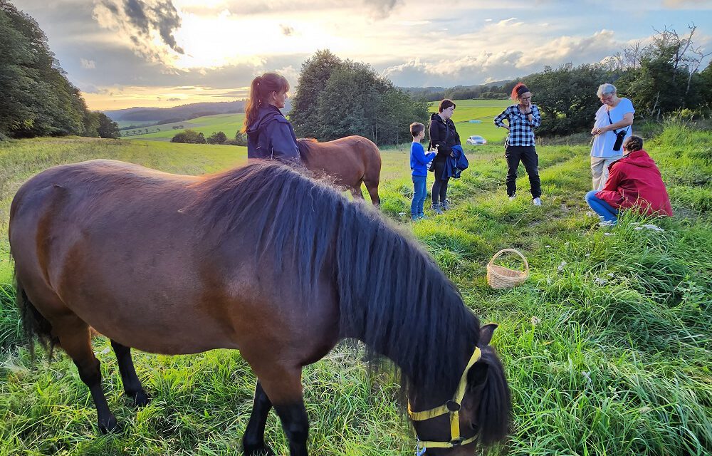 Kräuterwanderung mit Krautliesel und den Waldpferden