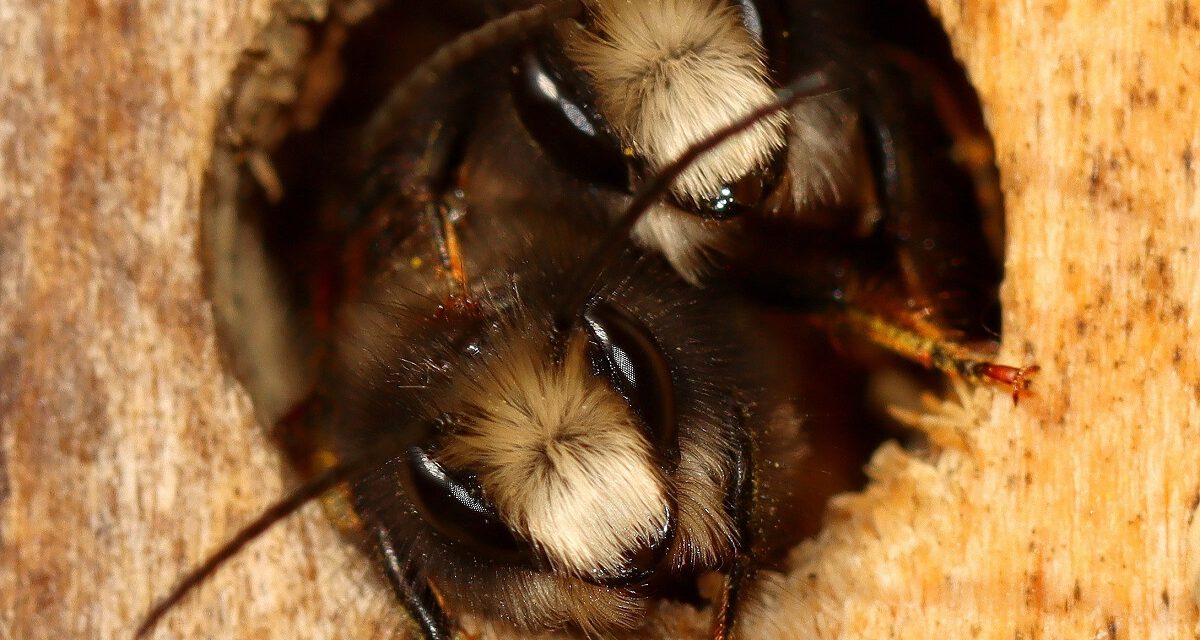 Wunderbare Wildbienen und Wespen