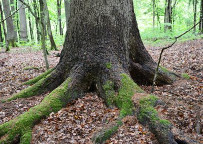 Entdeckungsreise zu alten Bäumen