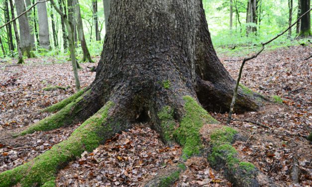 Entdeckungsreise zu alten Bäumen