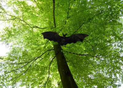 Nachtwanderung zu den Fledermäusen und Eulen