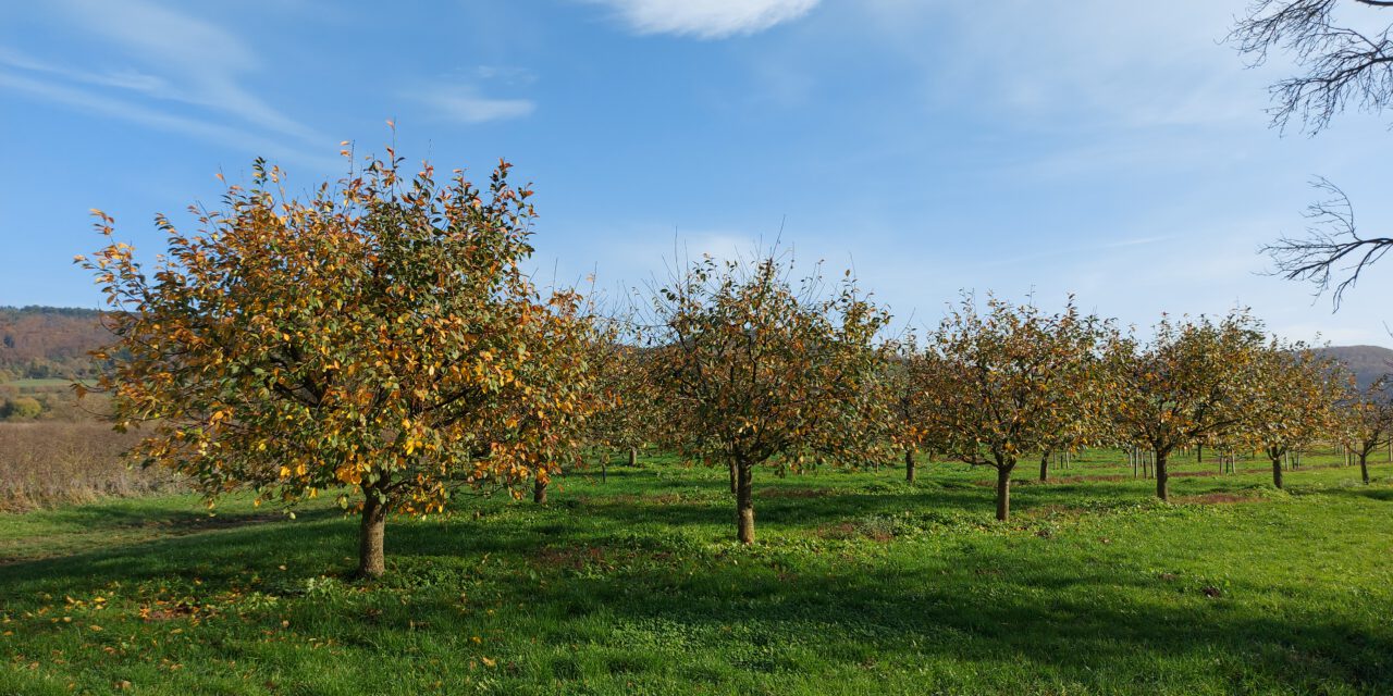 Nach der Ernte ist vor der Ernte