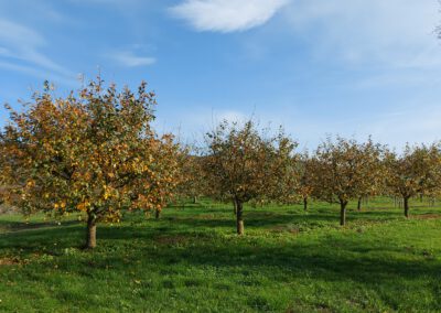 Nach der Ernte ist vor der Ernte