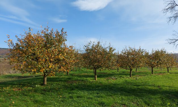 Nach der Ernte ist vor der Ernte