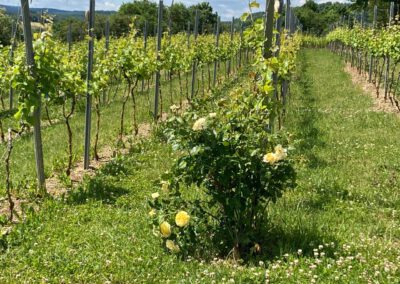 Der Weinanbau in Steinau