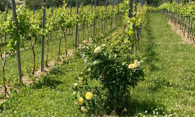 Der Weinanbau in Steinau