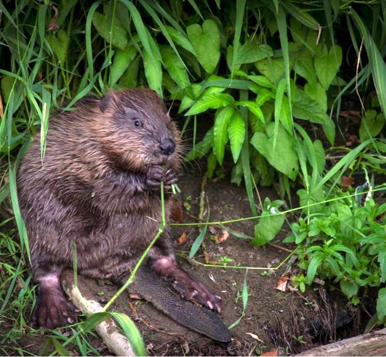 Dem Biber auf der Spur • Natura Event