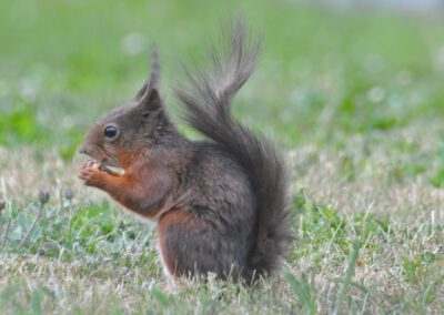 Aus dem Leben unserer Eichhörnchen