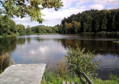 Die Schönheit des Herbstwaldes entdecken