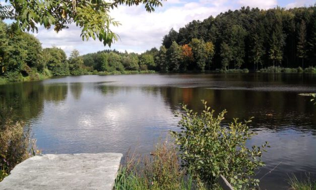 Die Schönheit des Herbstwaldes entdecken