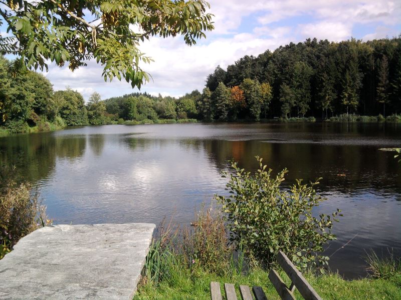 Die Schönheit des Herbstwaldes entdecken